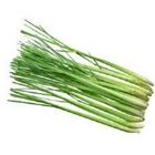 Picture of HERBS LEMON-GRASS