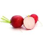 Picture of RADISH RED BUNCH