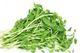 Picture of FLOWERDALE PEASHOOTS 100g