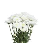 Picture of WHITE CHRYSANTHEMUMS