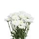 Picture of WHITE CHRYSANTHEMUMS