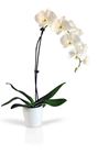 Picture of PHALAENOPSIS ORCHID